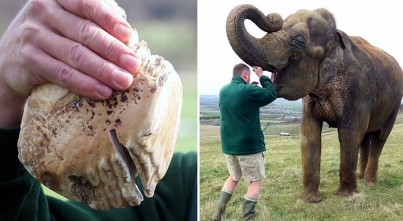 طبيب ينقذ حياة فيل مهدد بالانقراض.. شاهدوا الصور